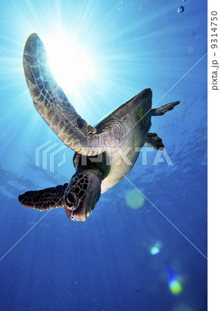 アオウミガメ　と　太陽 9314750