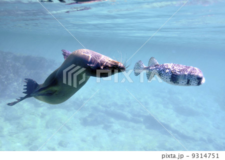 アシカ　と　フグ 9314751