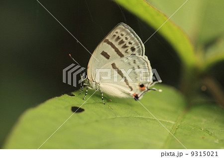 生き物 昆虫 蝶 ミズイロオナガシジミ 生き物 昆虫 蝶 ミズイロオナガシジミ 9315021