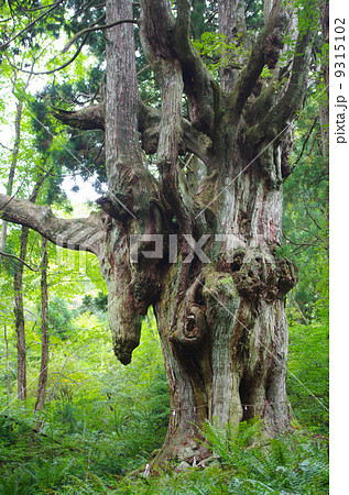 乳房杉　隠岐 9315102