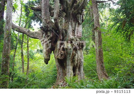 乳房杉 隠岐 乳房杉 隠岐 9315113