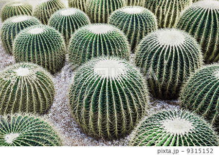 Golden Barrel Cactus 9315152