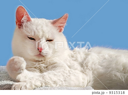 Beauty white persian cat 9315318