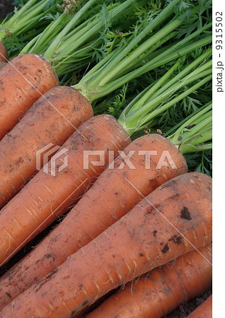 収穫直後のニンジン 9315502