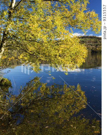 イギリス湖水地方 ウィンダミア湖に映り込む秋の紅葉の写真素材