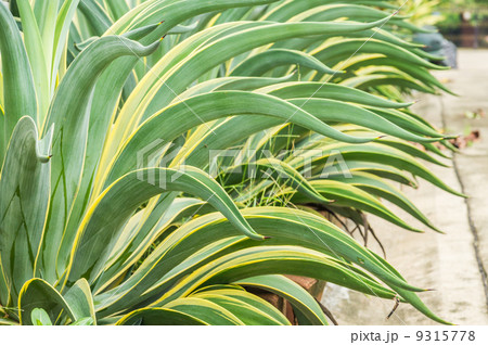 Agave americana 9315778