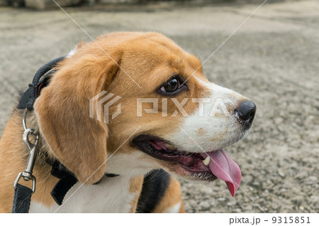 Beagle 9315851