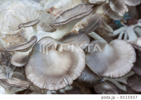 The cultivate of oyster mushroom 9315937