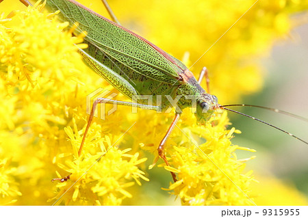 セイタカアワダチソウを食べるヤブキリの写真素材