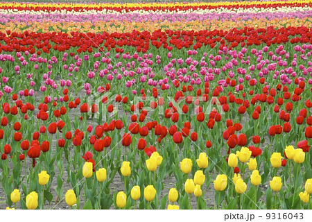 チューリップ3 チューリップ3 9316043