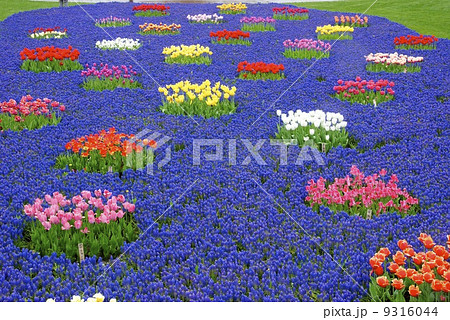 チューリップ6 チューリップ6 9316044