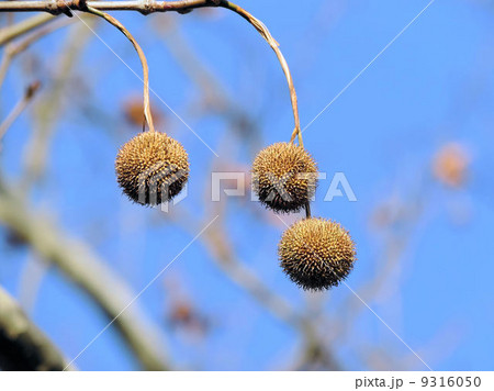スズカケノキの実／昭和記念公園 9316050