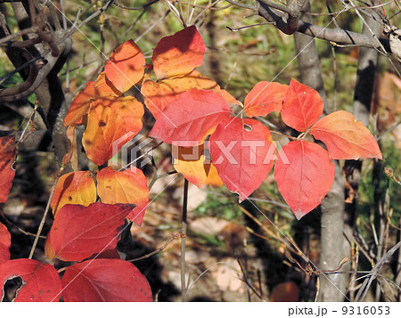 ドウダンツツジの紅葉／昭和記念公園 9316053
