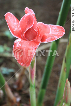 トーチジンジャー トーチジンジャー 9316089