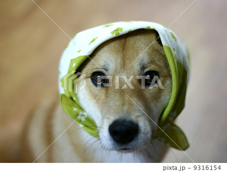 ほっかむりして見つめる犬 9316154