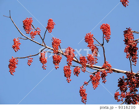 イイギリの実/昭和記念公園 イイギリの実/昭和記念公園 9316230