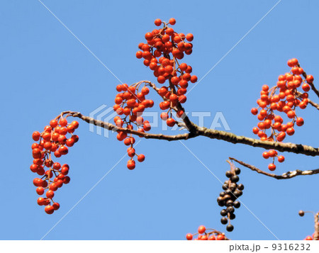 イイギリの実／昭和記念公園 9316232