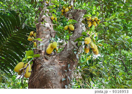 Jackfruit tree Jackfruit tree 9316953