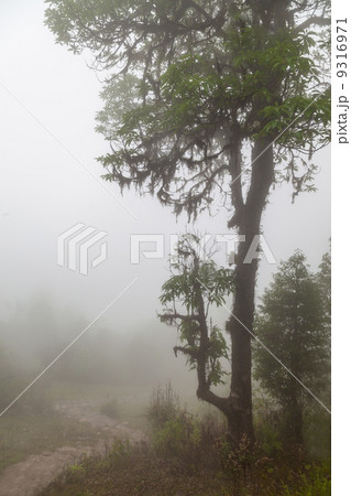 Deep fog 9316971