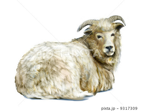 羊 アクリル画風 のイラスト素材