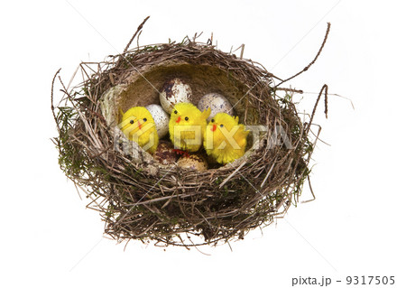 nest, it twisted from grass with eggs and chicken.. 9317505