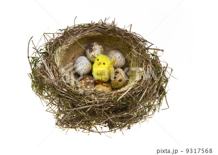 nest, it twisted from grass with eggs and chicken nest, it twisted from grass with eggs and chicken 9317568