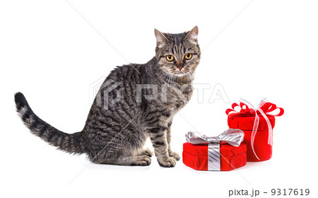 European cat with gifts. Isolate on white background, 9317619