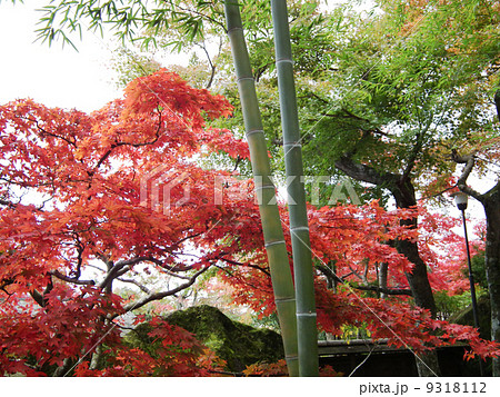 紅葉　箱根美術館　強羅 9318112