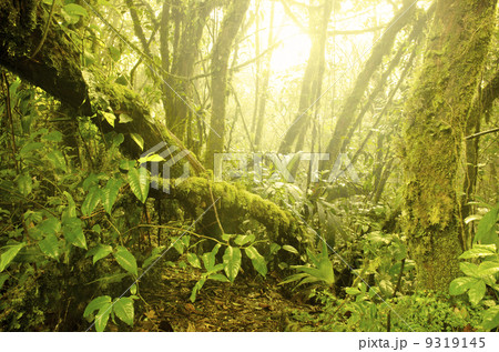 mossy forest, cameron highlands in malaysia. mossy forest, cameron highlands in malaysia. 9319145