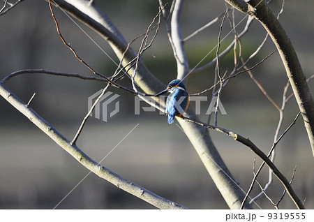 カワセミの捕食準備中 9319555