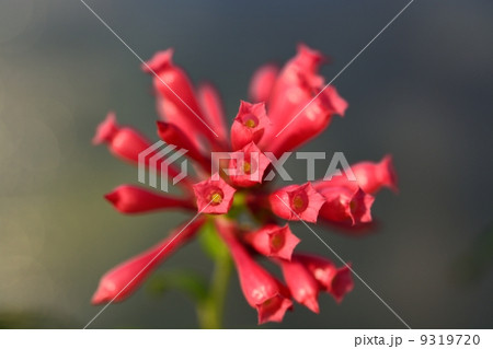 ベニバナヤコウカの花 ベニバナヤコウカの花 9319720