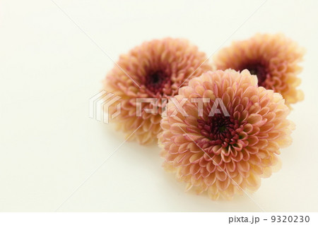 菊 カリメロの写真素材