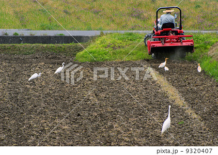 田お越し白鷺とともに 9320407