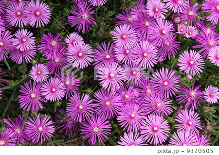 松葉菊 松葉菊 9320505