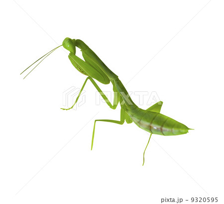 praying mantis 9320595
