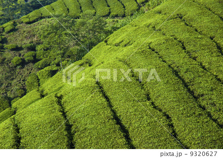 tea plantation 9320627
