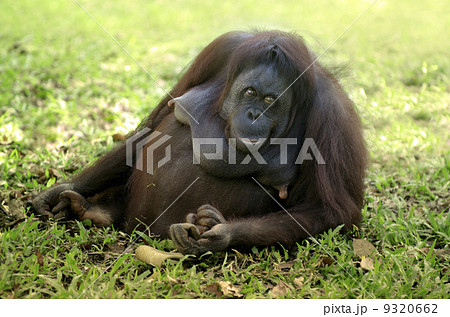 orang utan orang utan 9320662