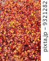 紅葉の絨毯 9321282