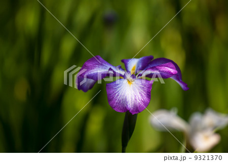 平安神宮 神苑の花菖蒲 平安神宮 神苑の花菖蒲 9321370