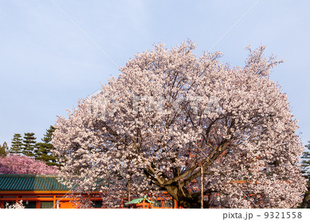 平安神宮 左近の桜 平安神宮 左近の桜 9321558