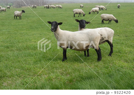 焼尻島の羊 9322420