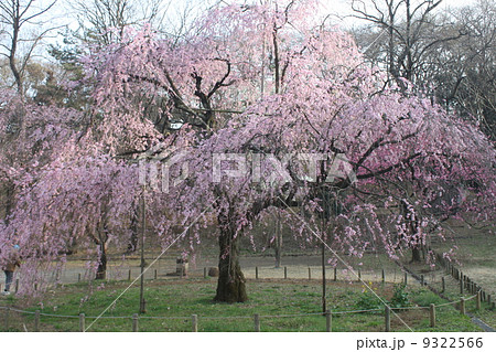 さくら名所　神奈川県立三ツ池公園３ 9322566