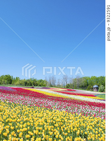 チューリップと青空 9322591