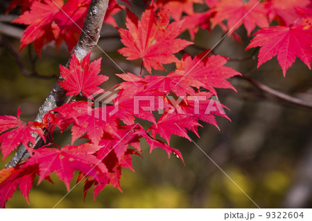 紅葉 紅葉 9322604