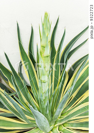 Agave americana Agave americana 9322723
