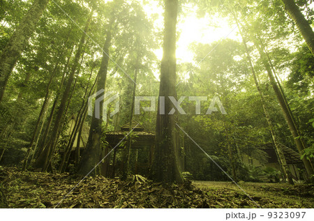rain forest rain forest 9323097