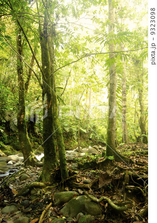 green forest 9323098