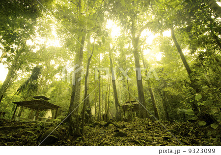 green forest 9323099