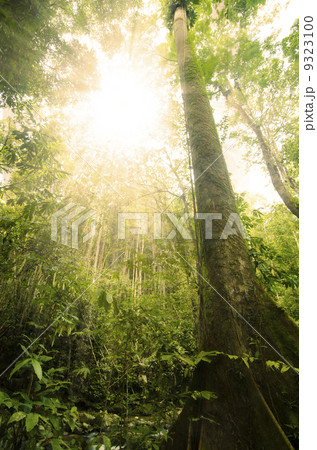 Green forest with ray of light Green forest with ray of light 9323100