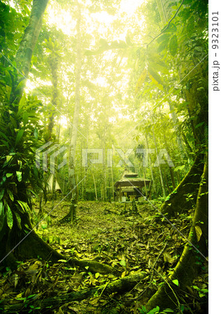 Tropical Rainforest in Malaysia during early morning with fogs Tropical Rainforest in Malaysia during early morning with fogs 9323101